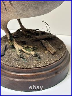 Bird Wood Sculpture Painting John R Fairfield California Famous Vintage 1988
