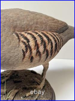 Bird Wood Sculpture Painting John R Fairfield California Famous Vintage 1988