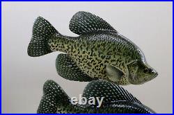 Crappie Wood Carving Fish By Bob Berry Signed / Dated Taxidermy Fish Display