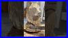 Epic Chainsaw Bear Carving Wood Carving Process Lucas Kost