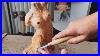 Making A Wooden Sculpture Of A Woman S Bust With Axe And Gouges Woodcarving Asmr Experience