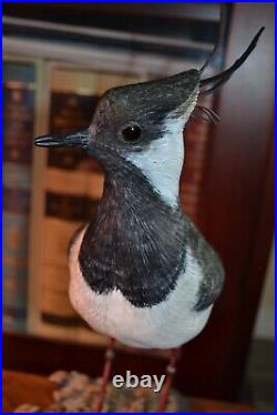 Mike Wood Incredible Decorative Lapwing Shorebird Decoy Bird Carving