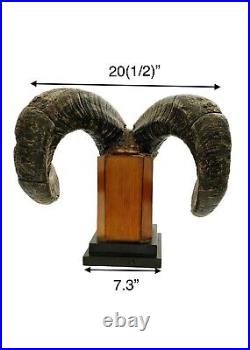 Ram Horn Sculpture Big Heavy Horn Statue On Wooden Base Vintage Western Decor