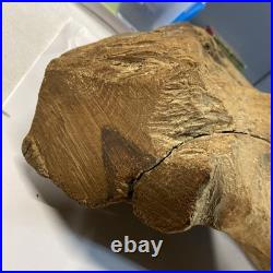 Vintage wood carving folk art Very Large. Tiger Hunting With Prey In Mouth