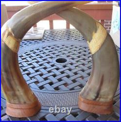 Water Buffalo Horns with Carved Dragon- Set of 2 on Wood Base 12 Tall Thailand